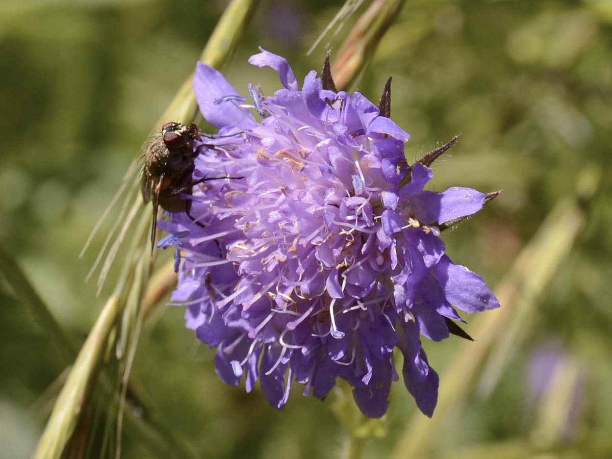 Blüte mit Fliege